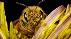 Kentin Gidişatını Bal Arılarına Sorun