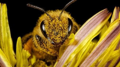 Kentin Gidişatını Bal Arılarına Sorun